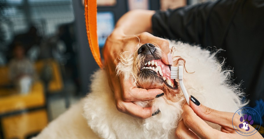 Evcil Hayvanların Diş ve Ağız Sağlıkları Nasıl Korunur 1
