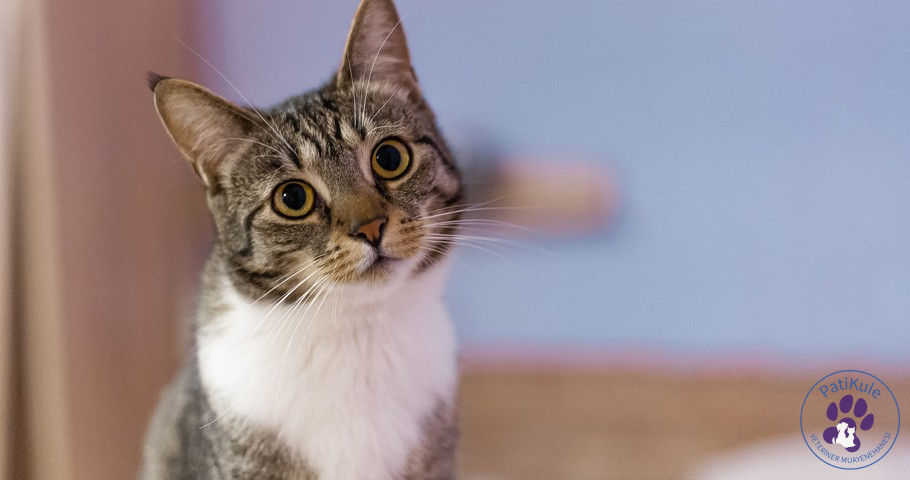 Kedilerde Görülen Sık Göz Hastalıkları Neler?