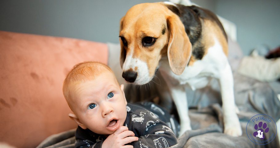 Beagle köpek cinsi çocuklarla çok iyi anlaşırlar.