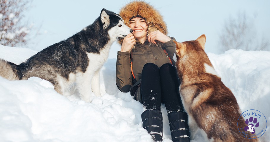 Husky Sibirya Kurdu yaşam süreleri 10 ila 15 yıl arasındadır.