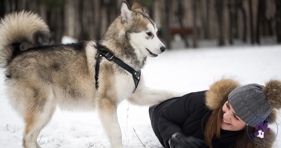 Husky Sibirya Kurdu tasma eğitimi önemlidir.
