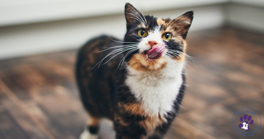 Kedi maltı kedinizin yuttuğu tüylerin bağırsaklarından atılmasına yardımcıdır.