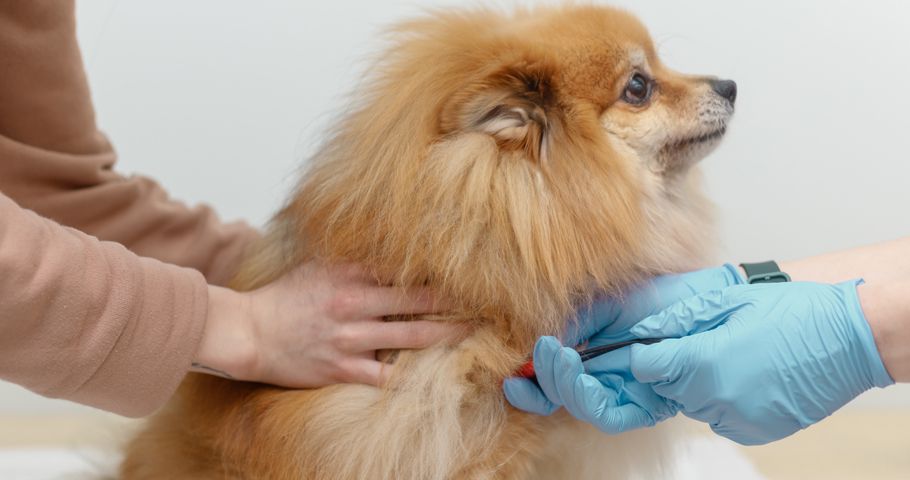 Köpeklerde Aşı Takvimi