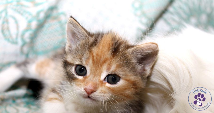 Yavru Kedi Aşı Takvimi Takibi