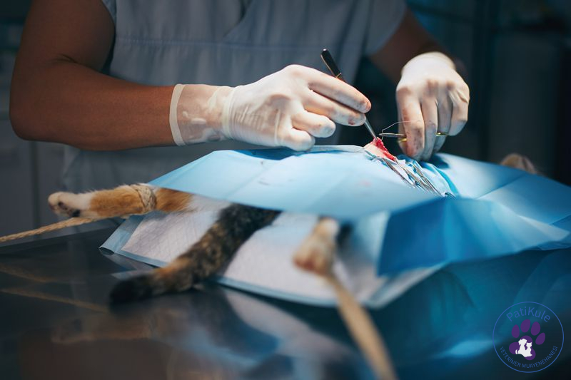 Avcılar PatiKule Veteriner Kliniği Kedi Kısırlaştırma Operasyonu