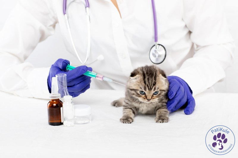 Kedi Parazit Aşısı