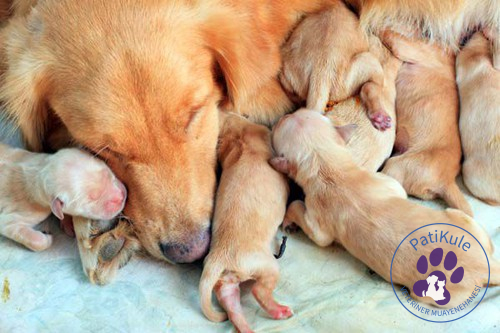 Tek bir doğumda köpekler 6 ila 8 adet yavru doğurur.