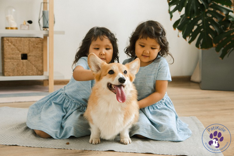 Çocuk Psikolojisinde Evcil Hayvanların Etkisi