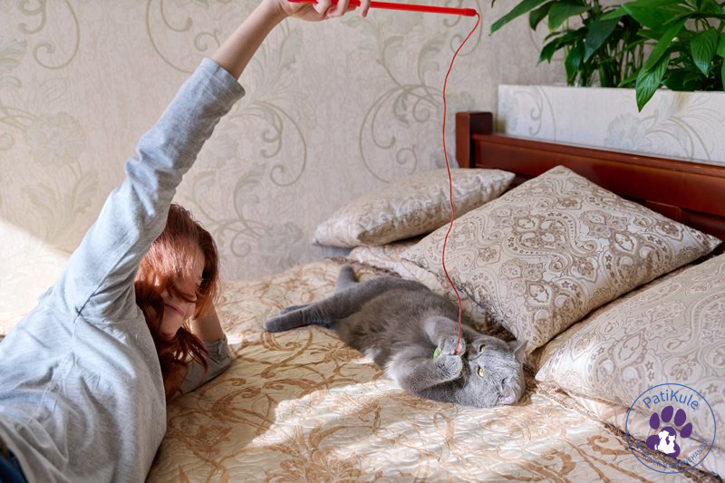 Kedinizle Oyun Oynayarak Stresini Azaltın