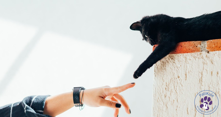 Evcil Hayvanınız İçin Neden Koruyucu Hekimlik Almalısınız?