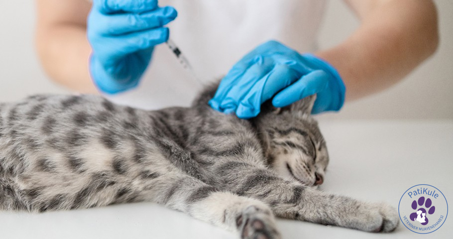 Hayvanlar İçin Aşı ve Takibi Neden Önemli? Hayvanlar İçin Aşı ve Takibi Neden Önemli?