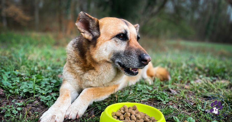 Köpeğim Mama Yemiyor, Ne Yapmalı?