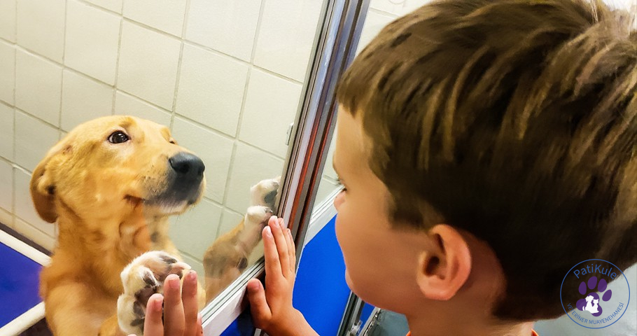 Evcil Hayvan Sahiplenmek İçin Dikkat Edilecekler