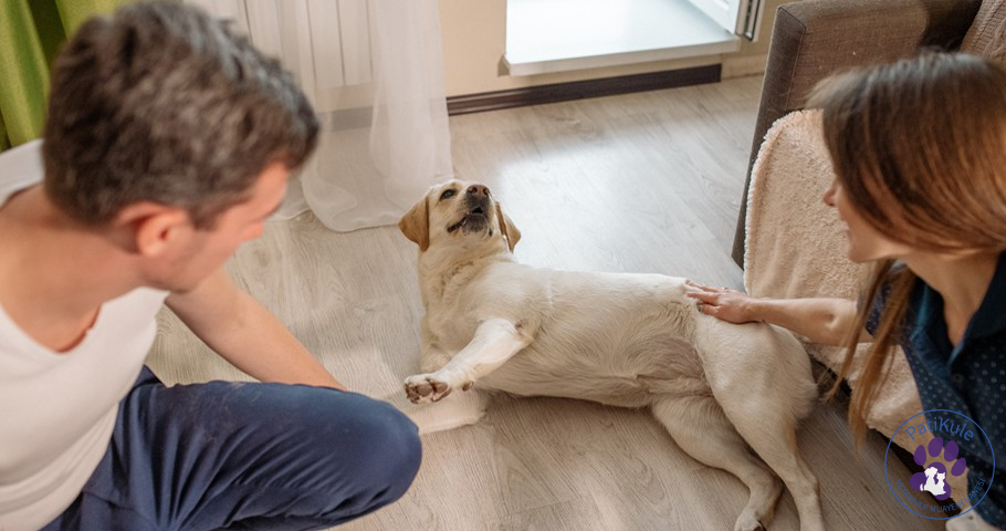 Evcil Hayvan Sahiplenmek İçin Dikkat Edilecekler