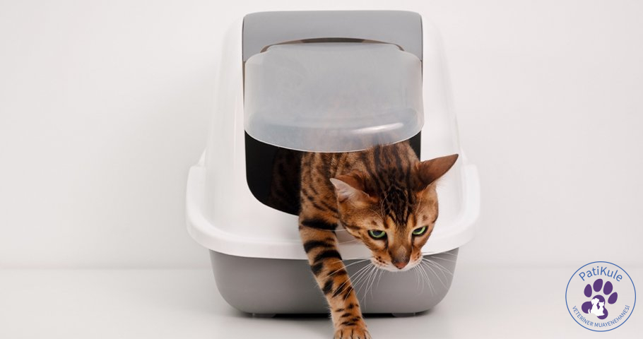 Kedi Kumu Nasıl Temizlenir?