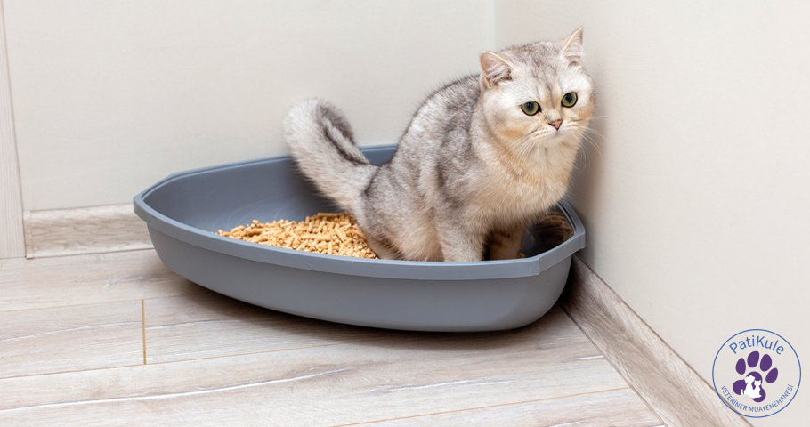 Kedi Kumu Nasıl Temizlenir?