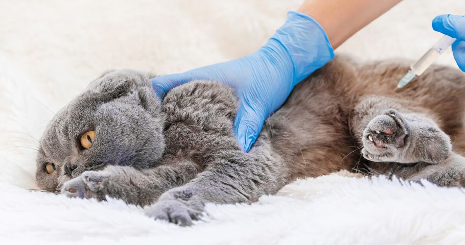 Kedilerde Aşı Takvimi