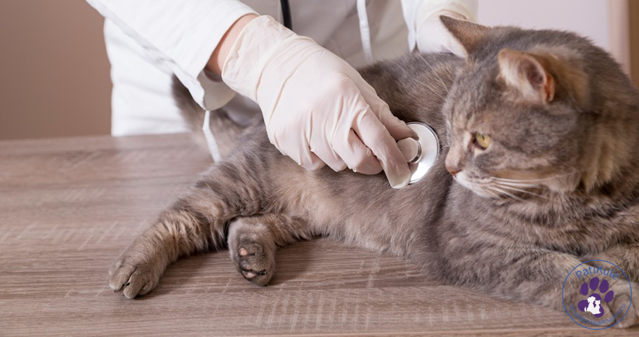 Kedilerde Corona FIP Hastalığı