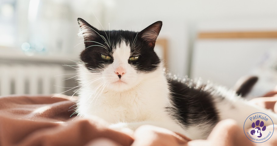 Kedilerde FIP Bulaşması