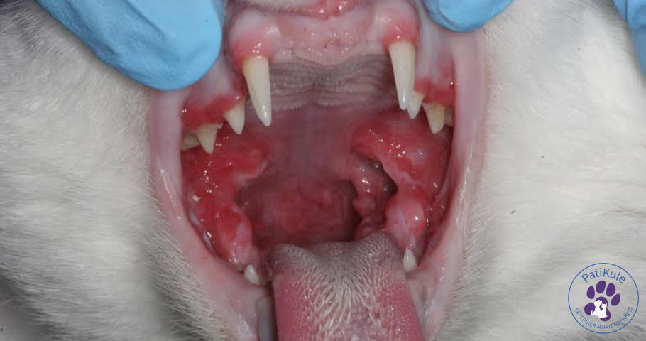 Kedilerde Kaudal Stomatit Kedilerde Kaudal Stomatit Belirtileri