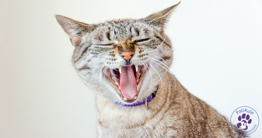 Kedilerde Kaudal Stomatit Stomatitis tedavisi