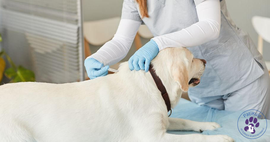 Distemper Belirtileri