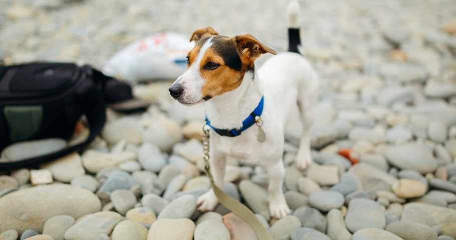 Köpek Pire Tasması Nedir, Nasıl Kullanılır?