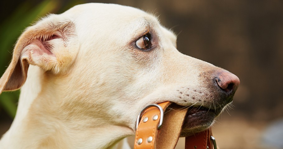 Köpek Pire Tasması Nedir, Nasıl Kullanılır?