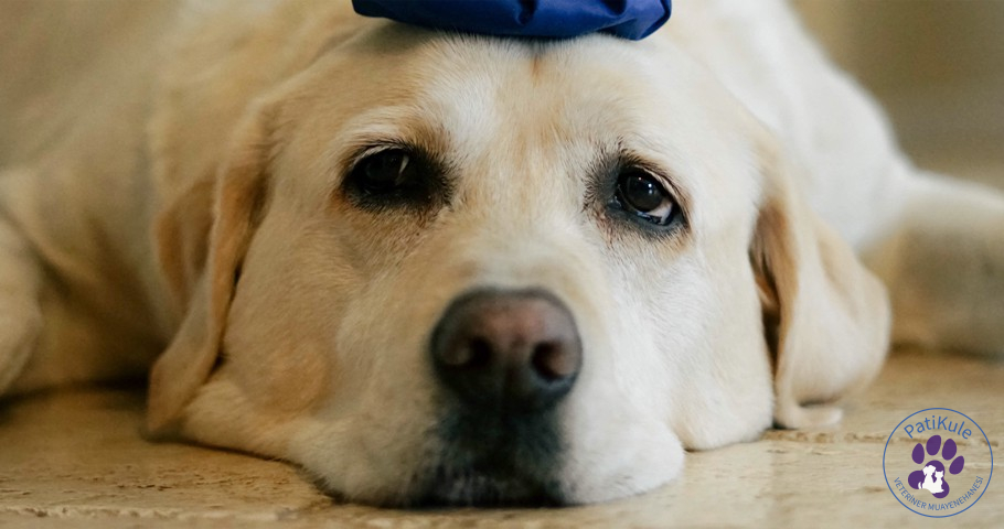 Köpeklerde Ağrı Anlama Yöntemleri