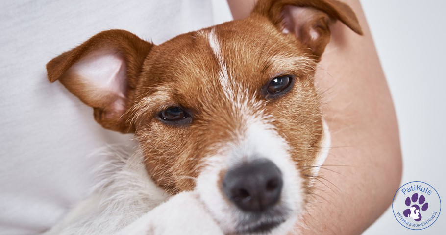 Köpeklerde Ağrı Anlama Yöntemleri