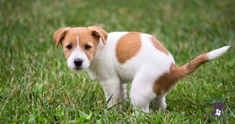 Köpeklere Tuvalet Eğitimi Nasıl Verilir? Köpeklerin tuvalet ihtiyacı nasıl anlaşılır?