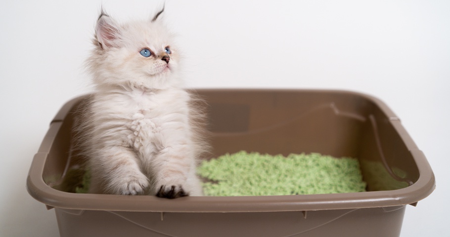 Yavru Kedilerde Tuvalet Eğitimi