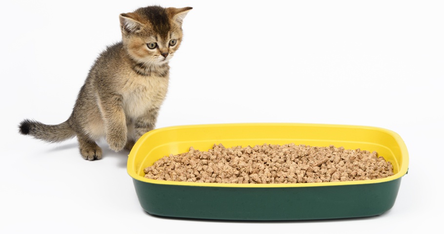 Yavru Kedilerde Tuvalet Eğitimi