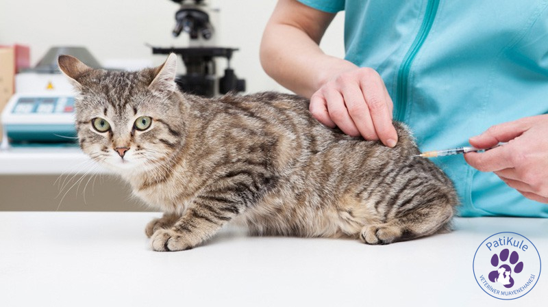 Kedi Aşı Takvimi Takibi Kedi Aşı Takvimi Takibi