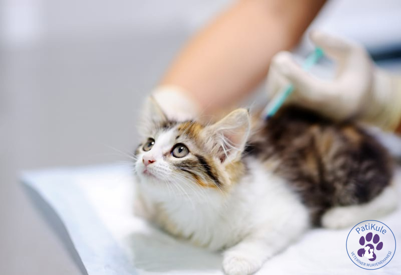 Kedi Aşı Takvimi Takibi Kedilerde Aşı Sonrası