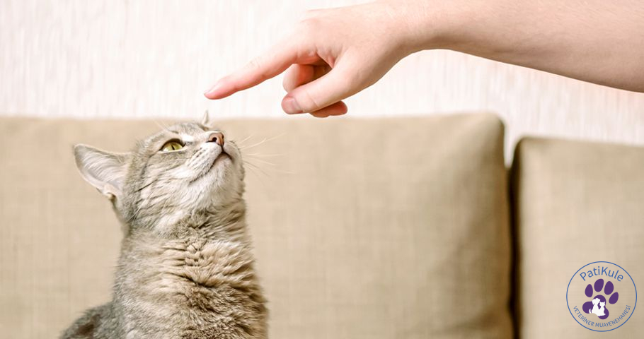 Kedi Eğitimi İçin Önemli Noktalar Kedi Eğitimi İçin Önemli Noktalar