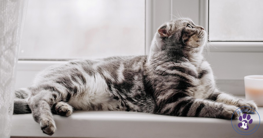 Kedi Kısırlaştırma Operasyonu