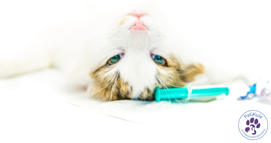 Dişi kedilerin kısırlaştırma operasyonları biraz daha uzun ve zordur.