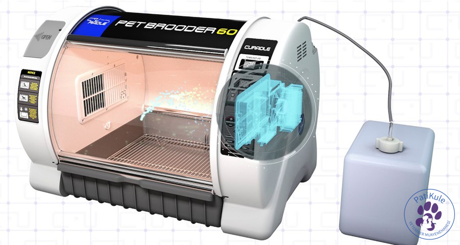 Kedilerde Solunum Yolu Enfeksiyonu