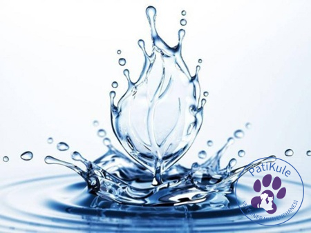 Kedilerin Korktukları Şeyler Kediler Sudan Korkar