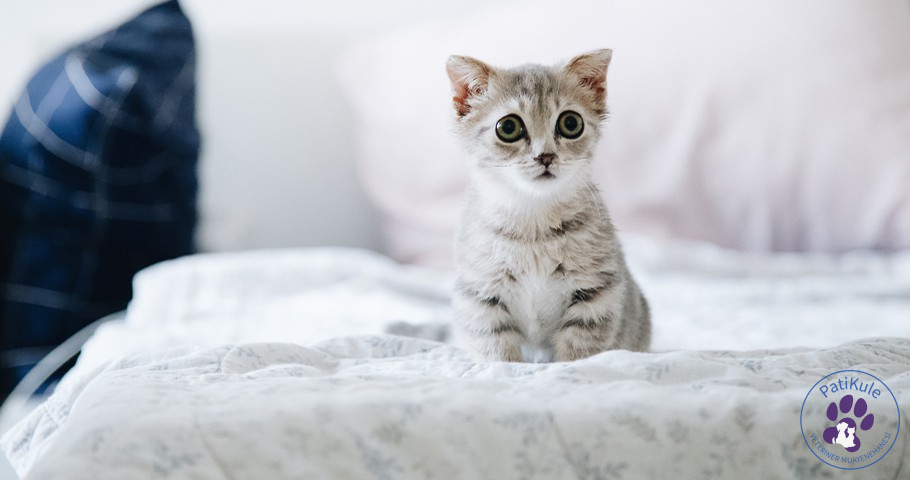 Kedilerin Korktukları Şeyler Kedilerin Korktukları Şeyler