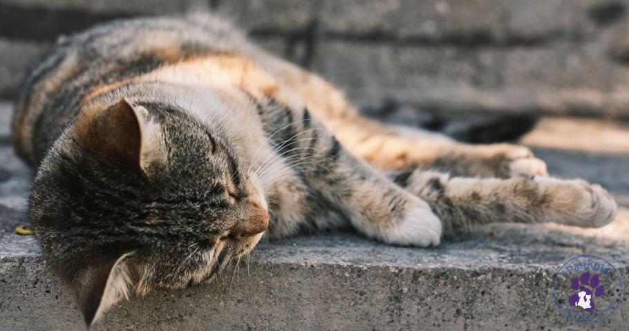 Kedilerin Ölüm Belirtileri Nelerdir? Kedilerin Ölüm Belirtileri Nelerdir?