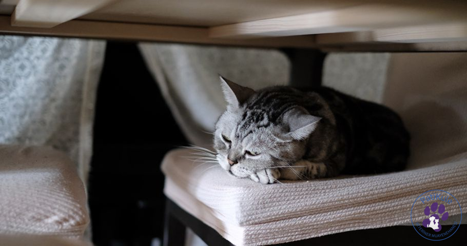 Kedilerin Ölüm Belirtileri Nelerdir? Yaşlı Kedi