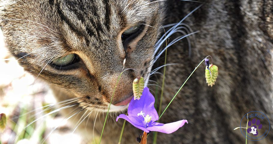 Kedilerin Sevmediği Kokular Kedilerin Sevmediği Kokular