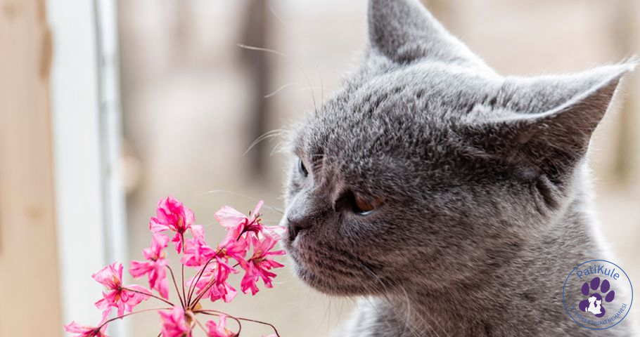 Kedilerin Sevmediği Kokular Kapsaisin, kedilerin hiç hoşlanmadığı bir kokudur.
