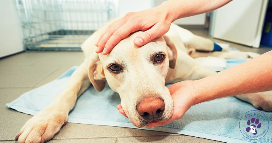 Köpek Nezlesi Neden Olur?