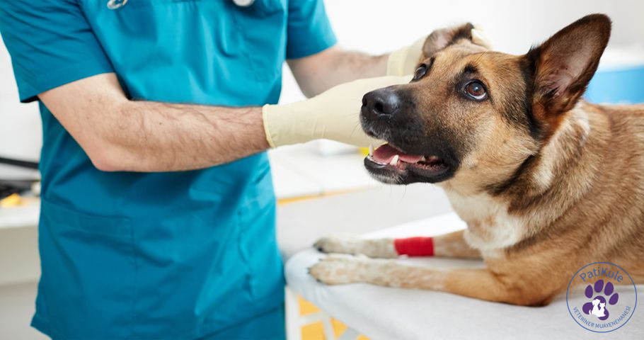 Köpek Nezlesi Tedavisi
