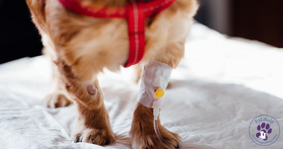 Köpeklerde Siyatik Sinir Hasarı Nedir? Köpeklerde Sinir Hasarı