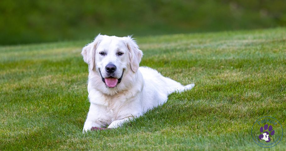 Köpeklerde Tüy Dökülmesi Köpeklerde Tüy Dökülmesi