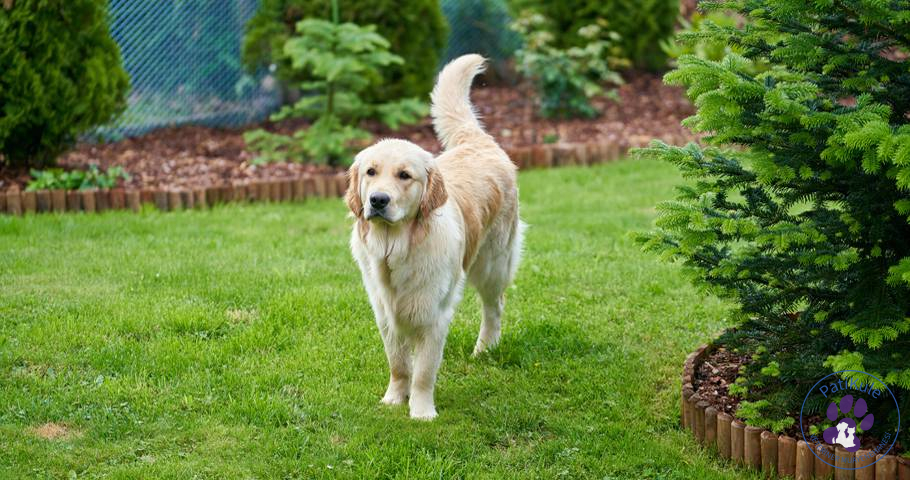 Köpeklerde Tüy Dökülmesi Avcılar Veteriner PatiKule
